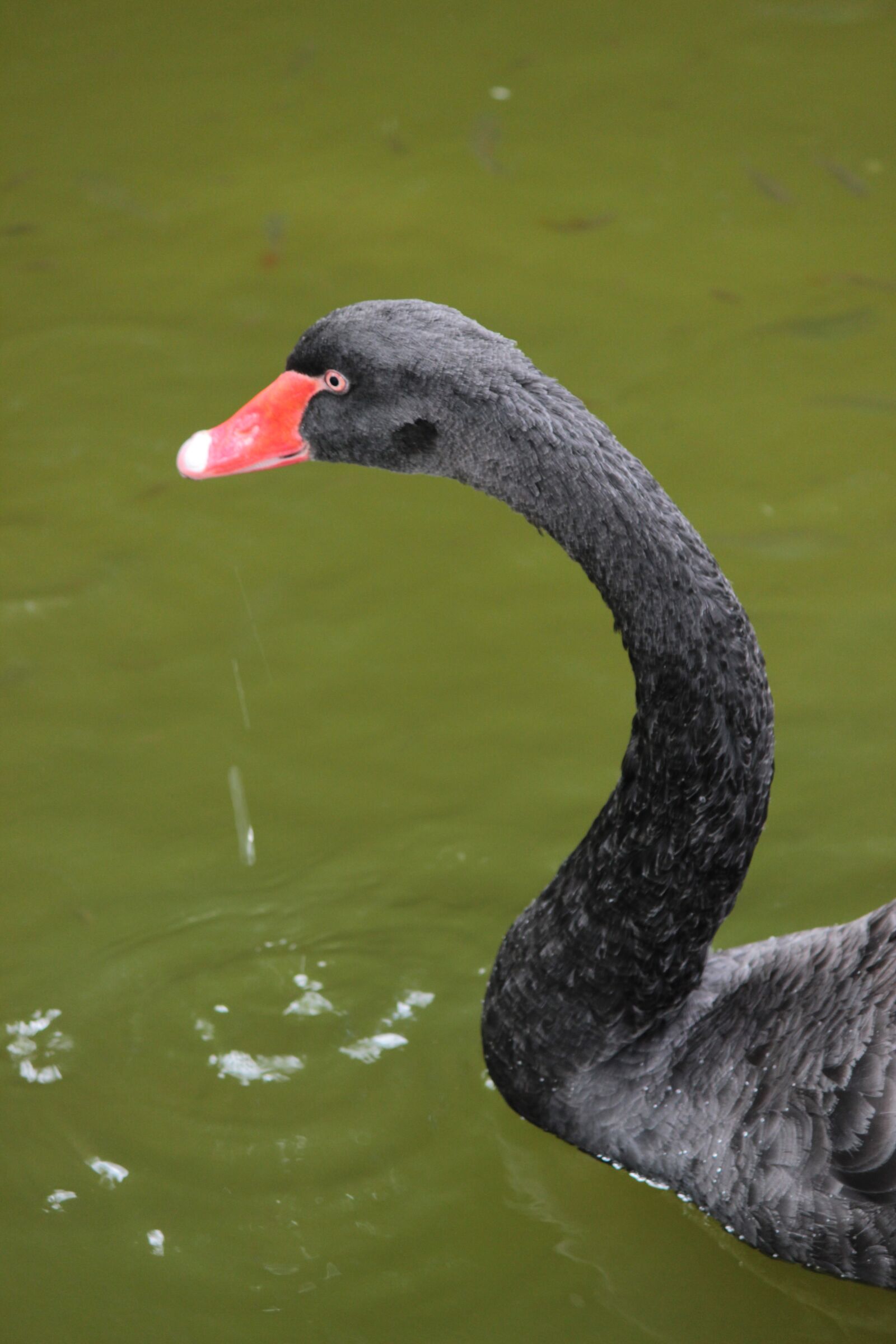 Canon EOS 600D (Rebel EOS T3i / EOS Kiss X5) sample photo. Swan, black swan, bird photography