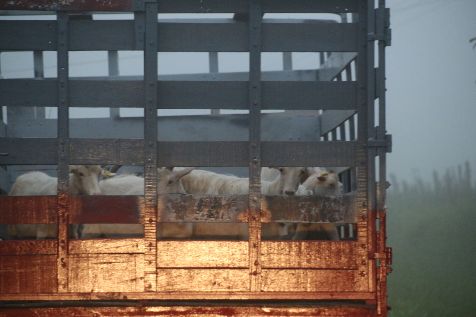 Canon EF-S 18-135mm F3.5-5.6 IS sample photo. Goats, mist, truck photography