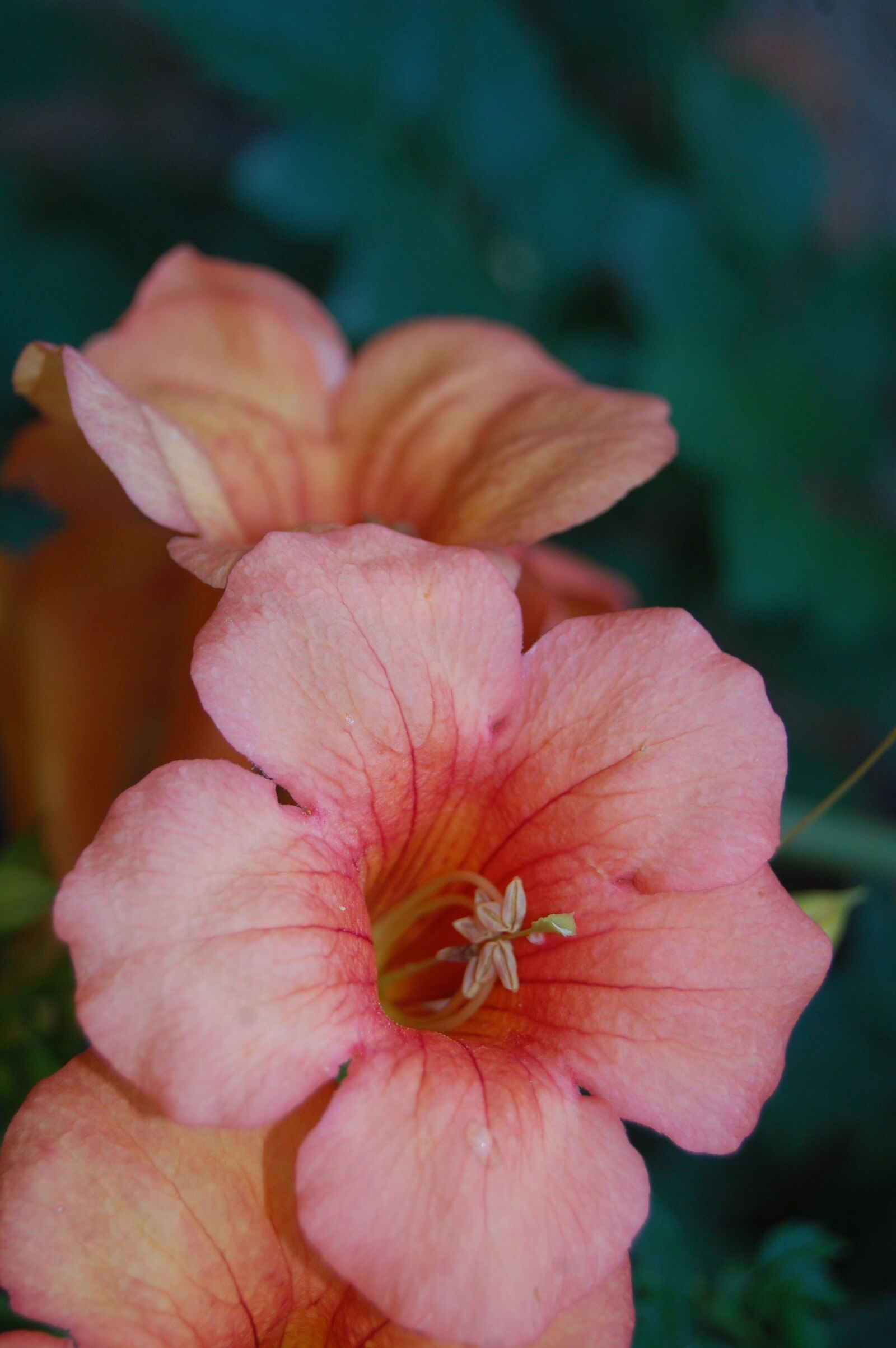 Nikon D40 sample photo. Flower, is, best photography