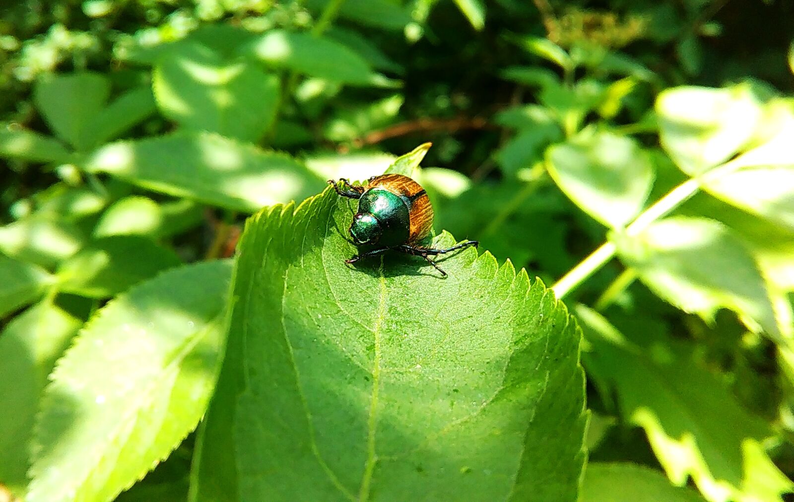 HTC DESIRE 620 sample photo. Green, insect, leaf photography