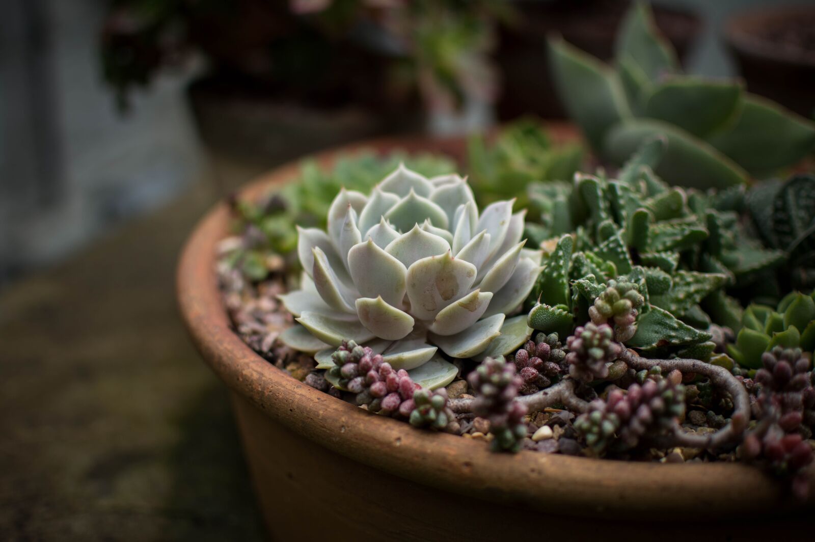 Nikon D3200 sample photo. Cacti, flora, flowers photography