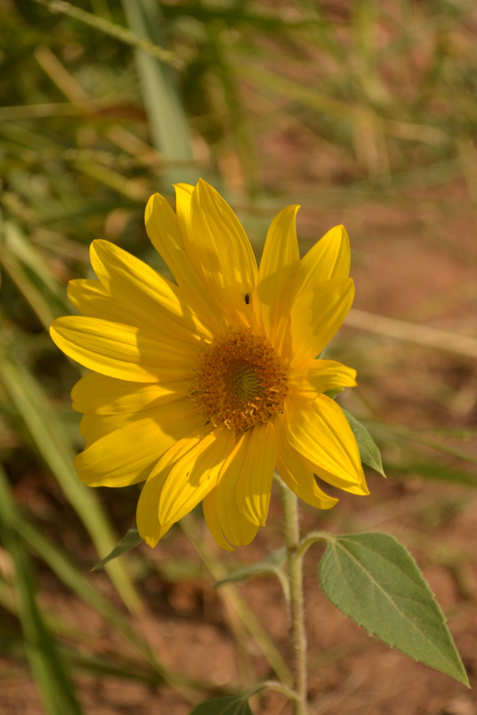 Nikon D3100 sample photo. Yellow flower, flower, plant photography