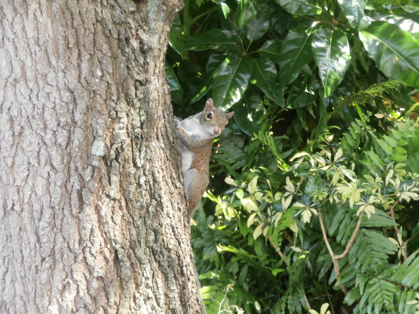 Olympus VR340,D750 sample photo. Squirrel, florida, nature photography
