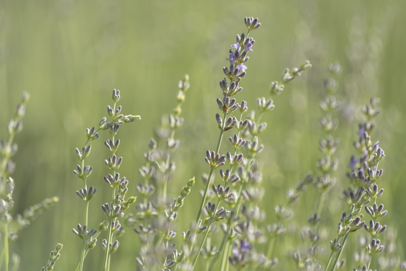 Nikon D750 sample photo. Bloom, blossom, bokeh photography
