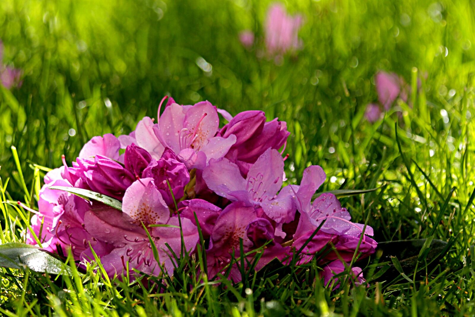 Canon EOS 550D (EOS Rebel T2i / EOS Kiss X4) sample photo. Plant, rhododendron, blossom photography