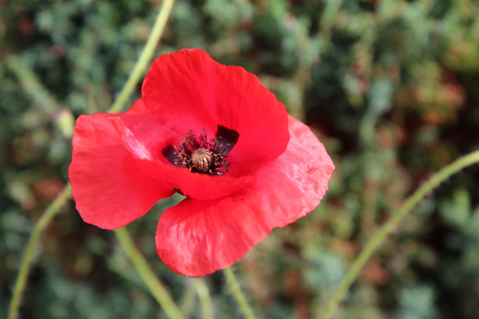 Canon EOS 600D (Rebel EOS T3i / EOS Kiss X5) sample photo. Poppy, red flower, flower photography