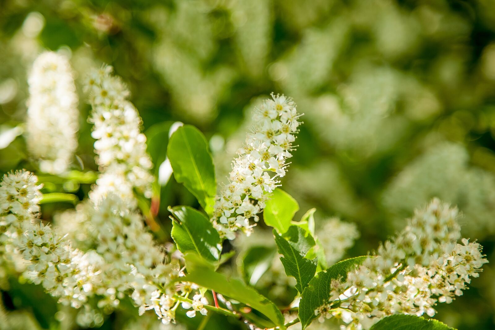 Canon EOS 5D sample photo. Flowers, nature, green photography