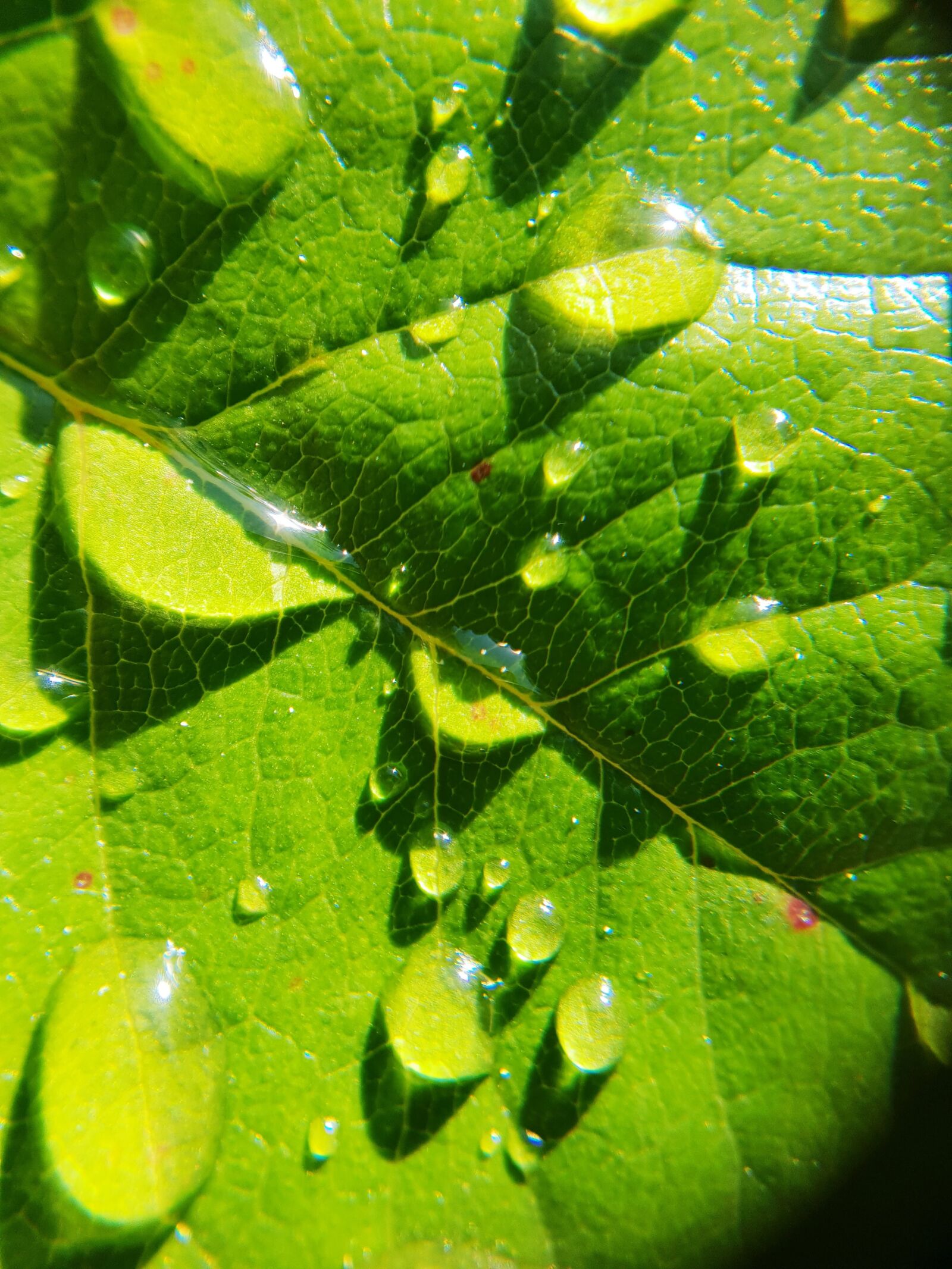Samsung Galaxy S9 sample photo. Drip, leaf, dew photography