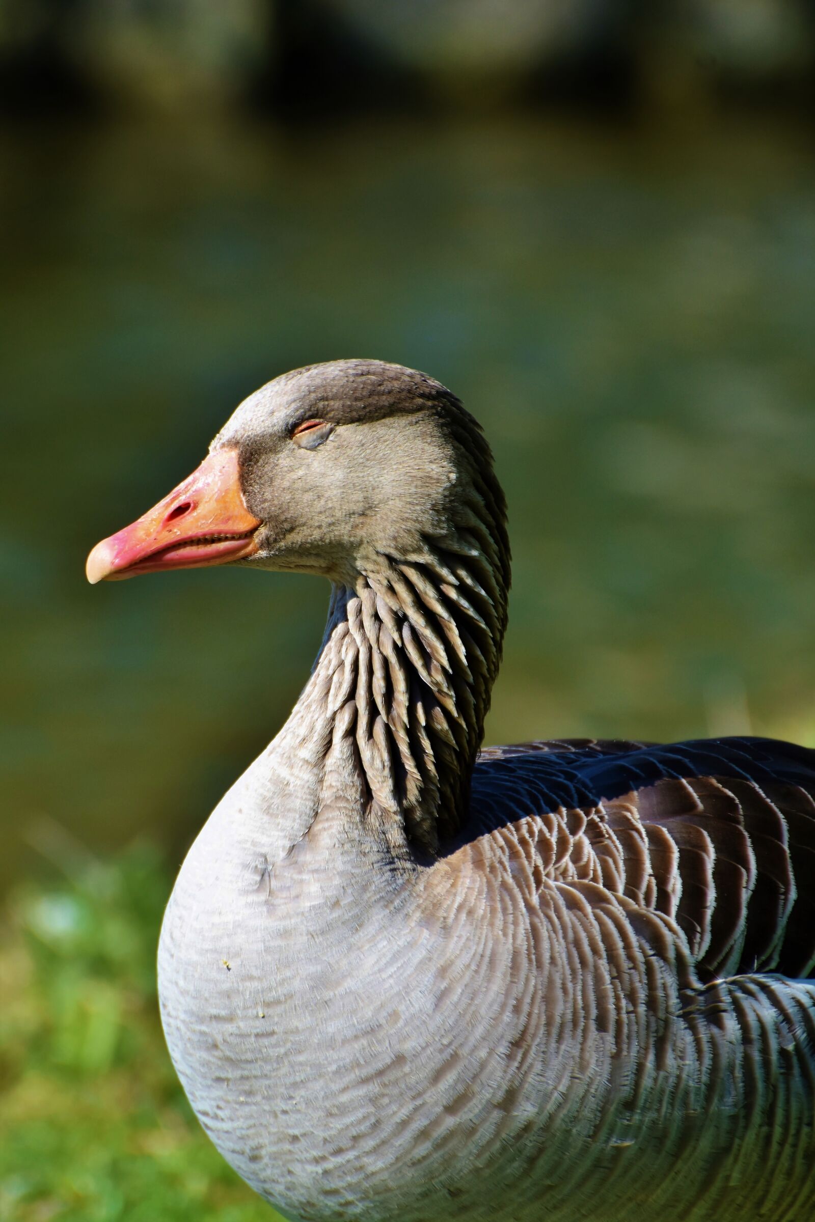 Nikon D7200 sample photo. Wild goose, greylag goose photography