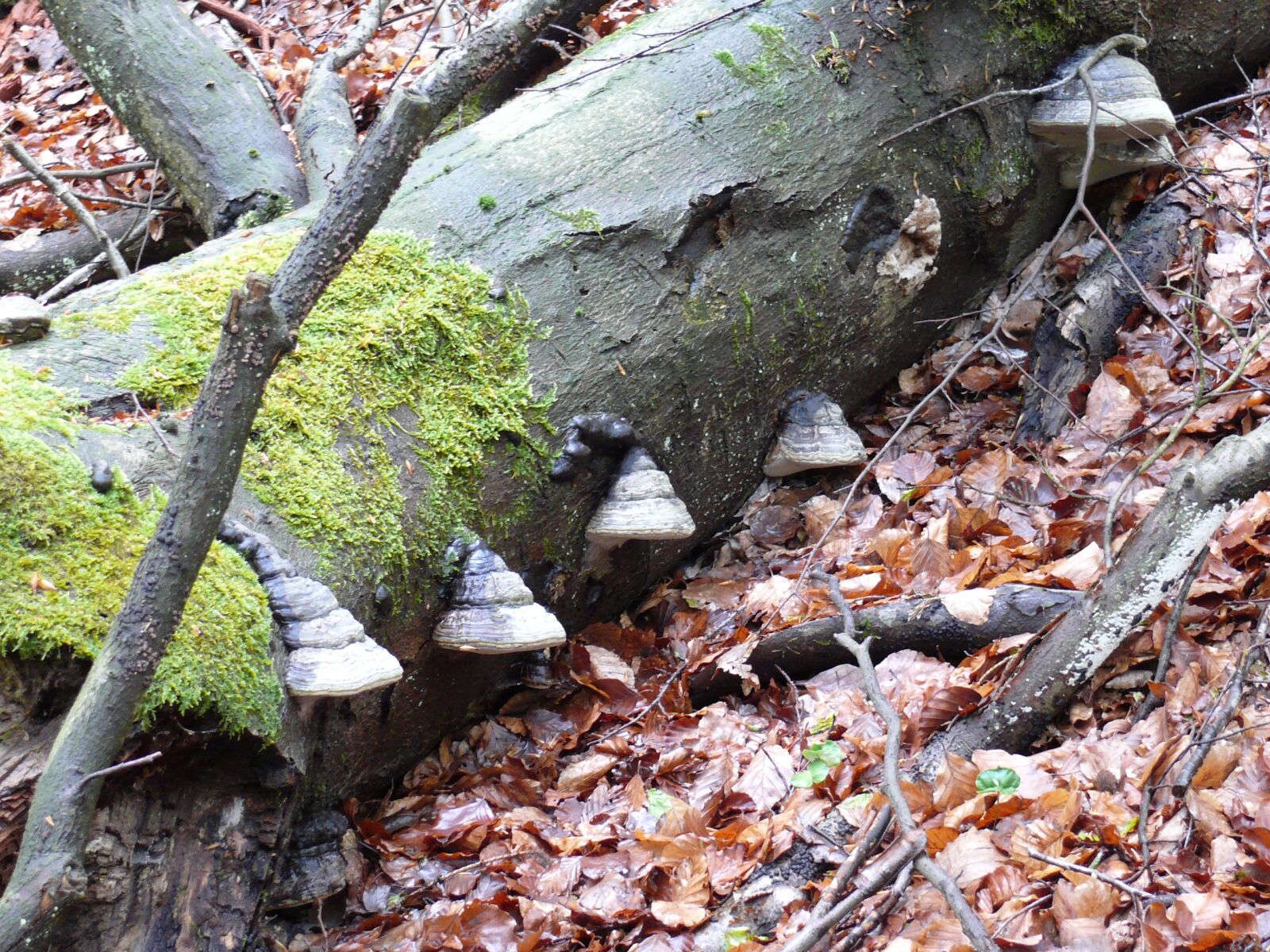 Leica V-LUX 1 sample photo. Tree fungi, forest, mushrooms photography