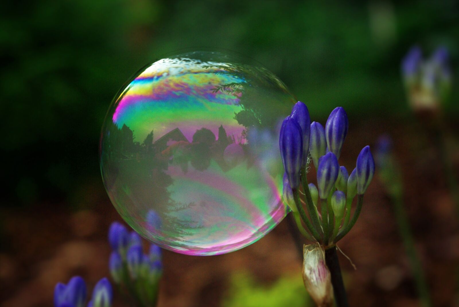 Pentax K-m (K2000) sample photo. Soap bubble, bubble, ball photography