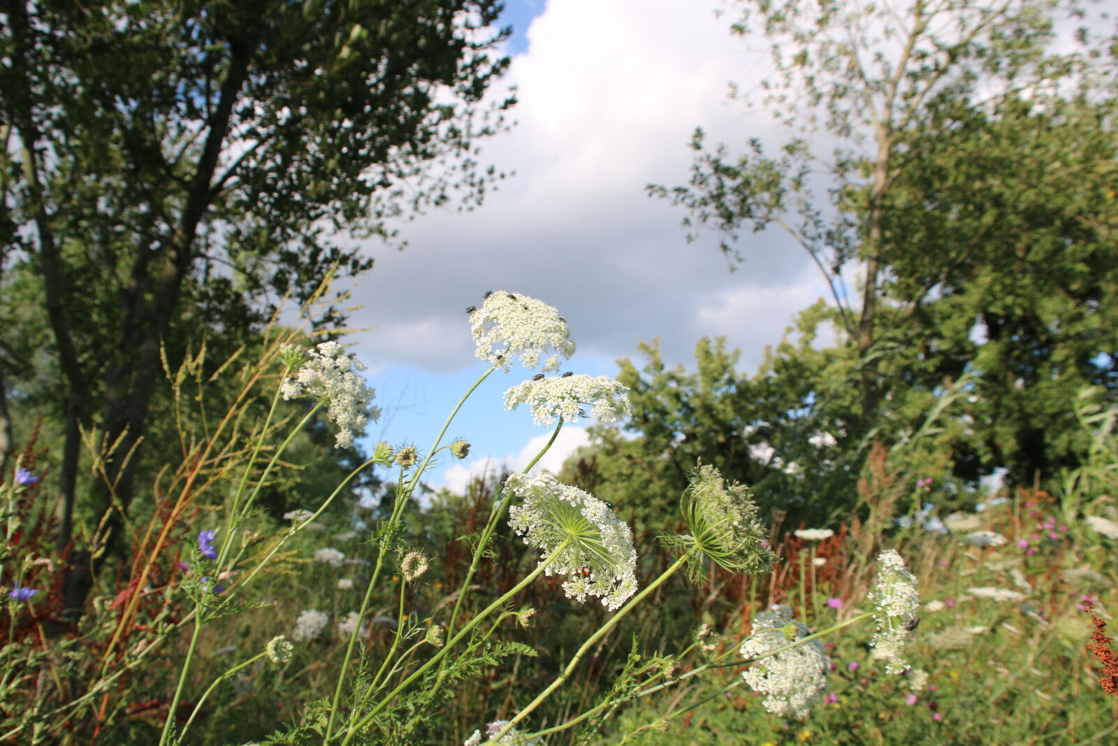 Canon EOS 70D sample photo. Flowers, nature, plants, wild photography