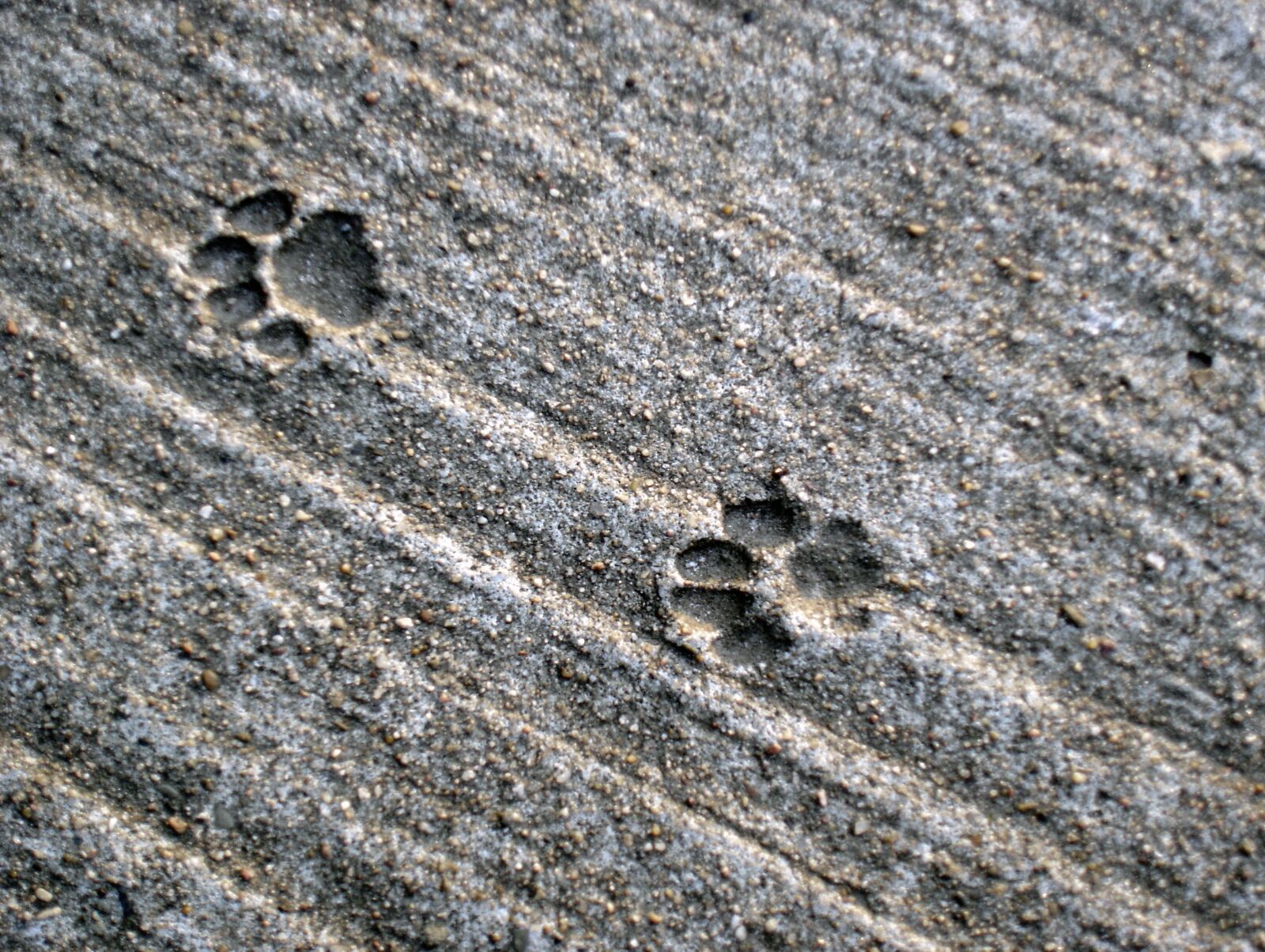 Sony DSC-W1 sample photo. Traces, cat, track photography