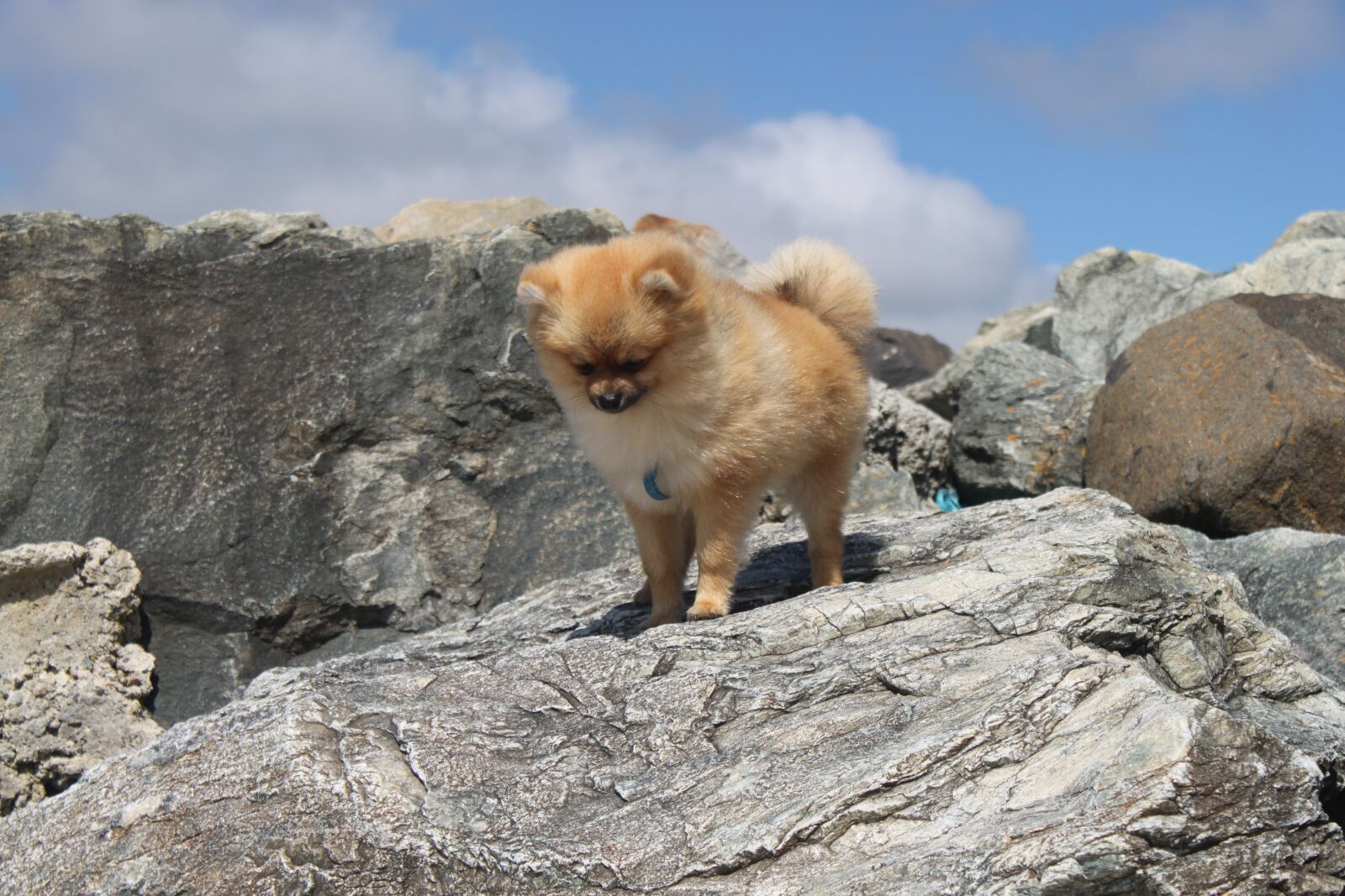 Canon EOS 500D (EOS Rebel T1i / EOS Kiss X3) sample photo. Animals, spitz miniature, pomeranian photography