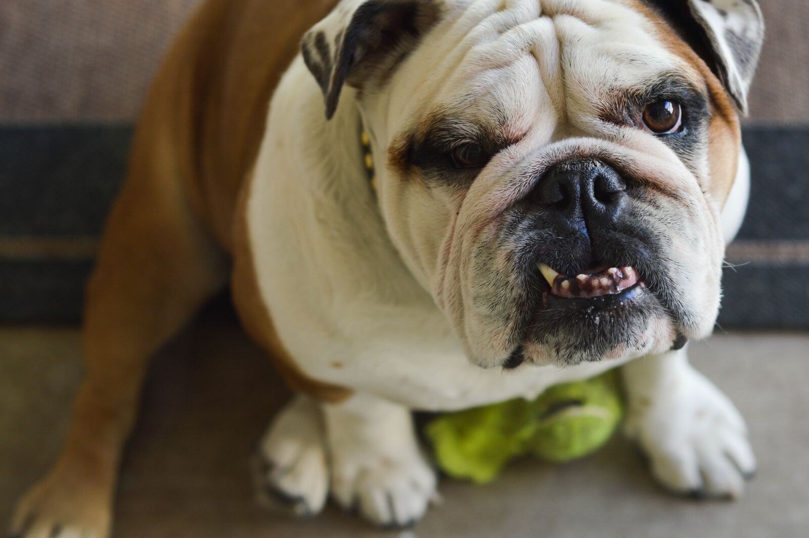Nikon D3200 sample photo. Bulldog, underbite, dog photography