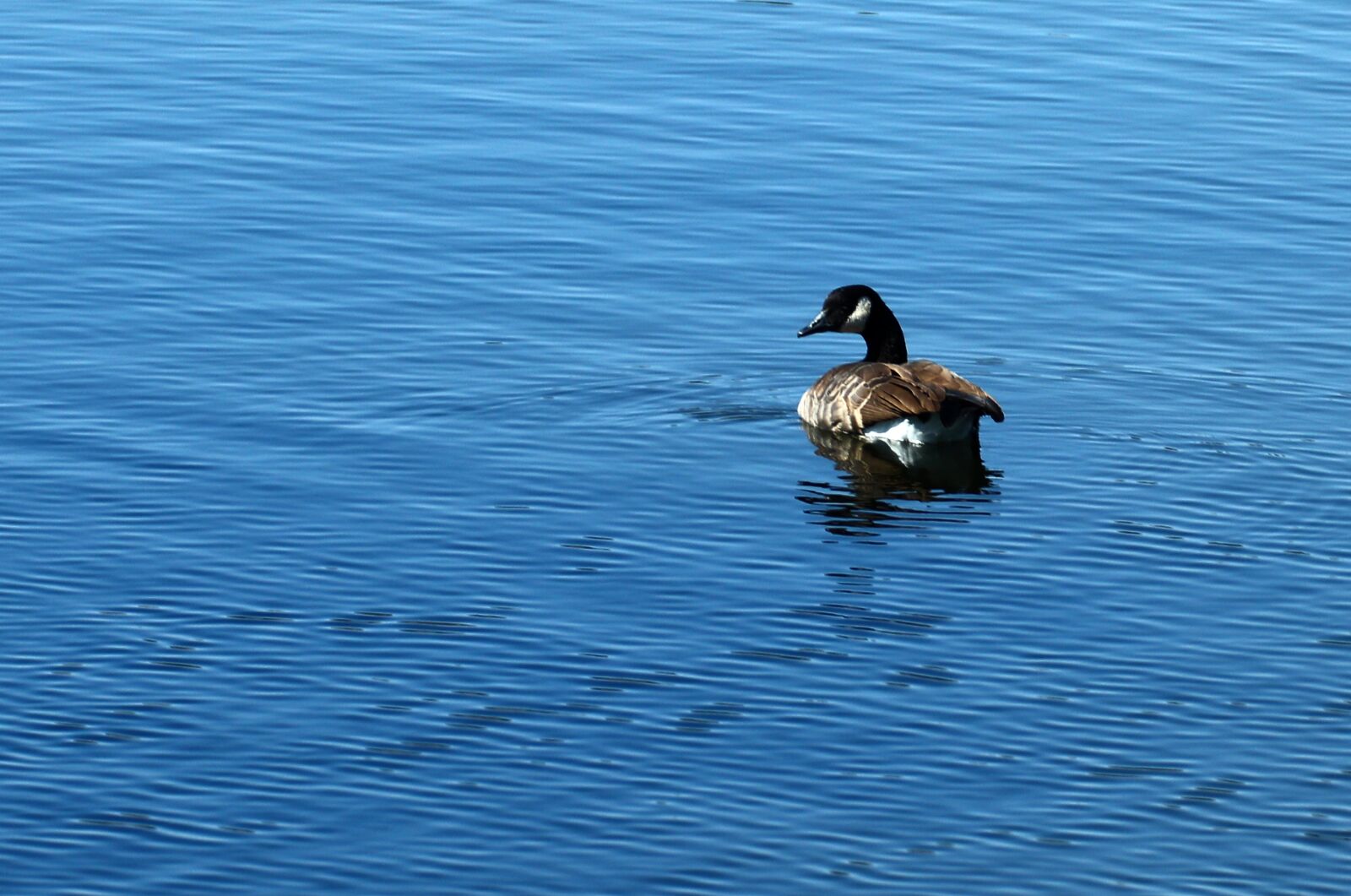Canon EOS 200D (EOS Rebel SL2 / EOS Kiss X9) sample photo. Goose, bird, water photography