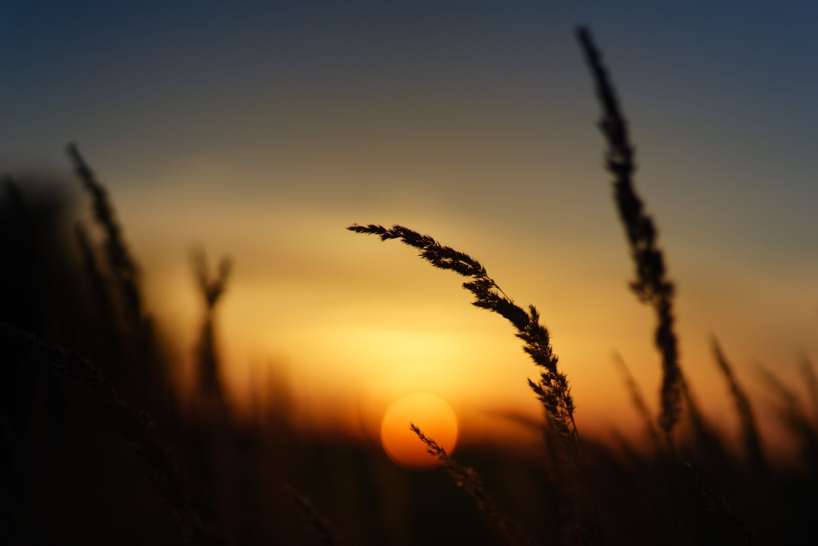 Sony a7 sample photo. Sunset, nature, field photography