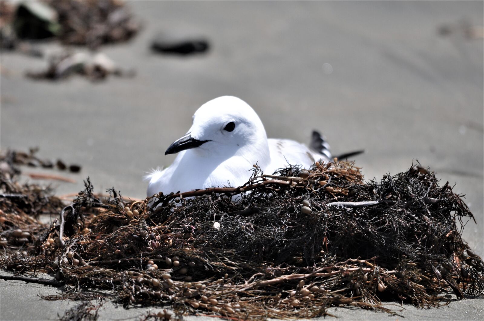 Nikon D90 sample photo. Red-billed gull, roosting in photography