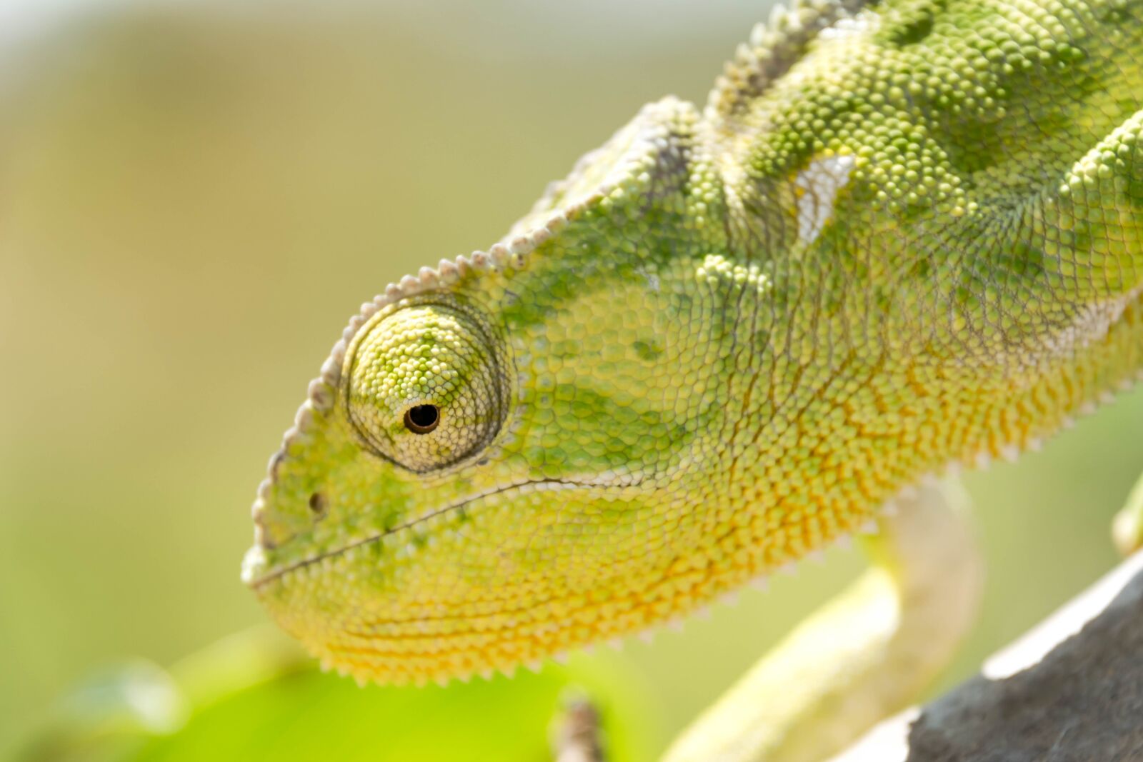 Nikon D5300 sample photo. Reptile, chameleon, calango photography