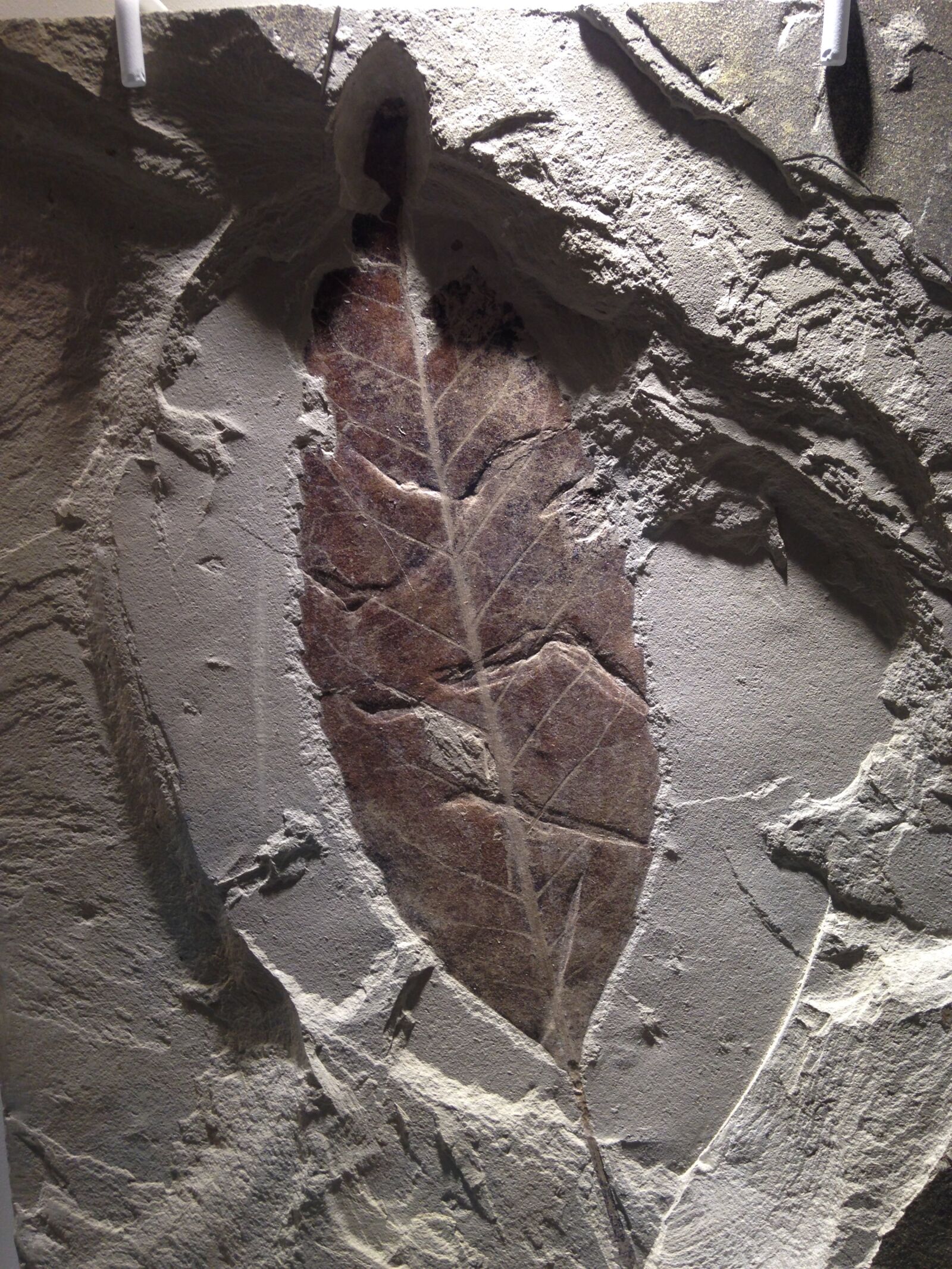 iPhone 5c back camera 4.12mm f/2.4 sample photo. Fossil, leaf, stone photography