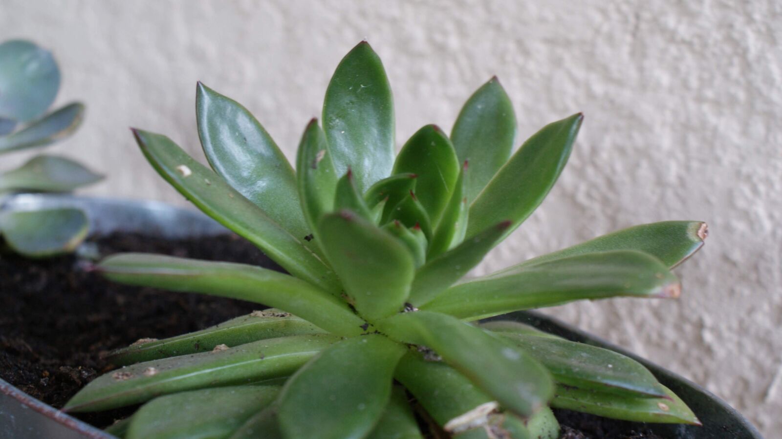 Sony Alpha DSLR-A300 sample photo. Succulent, green, plant photography