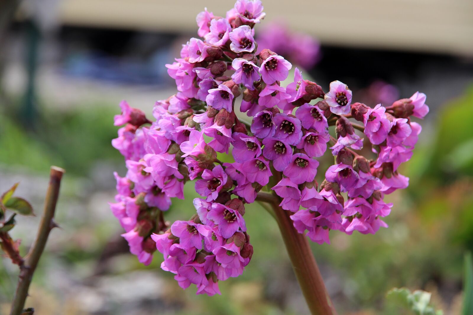 Canon EOS 650D (EOS Rebel T4i / EOS Kiss X6i) sample photo. Badan, bergenia, flower photography