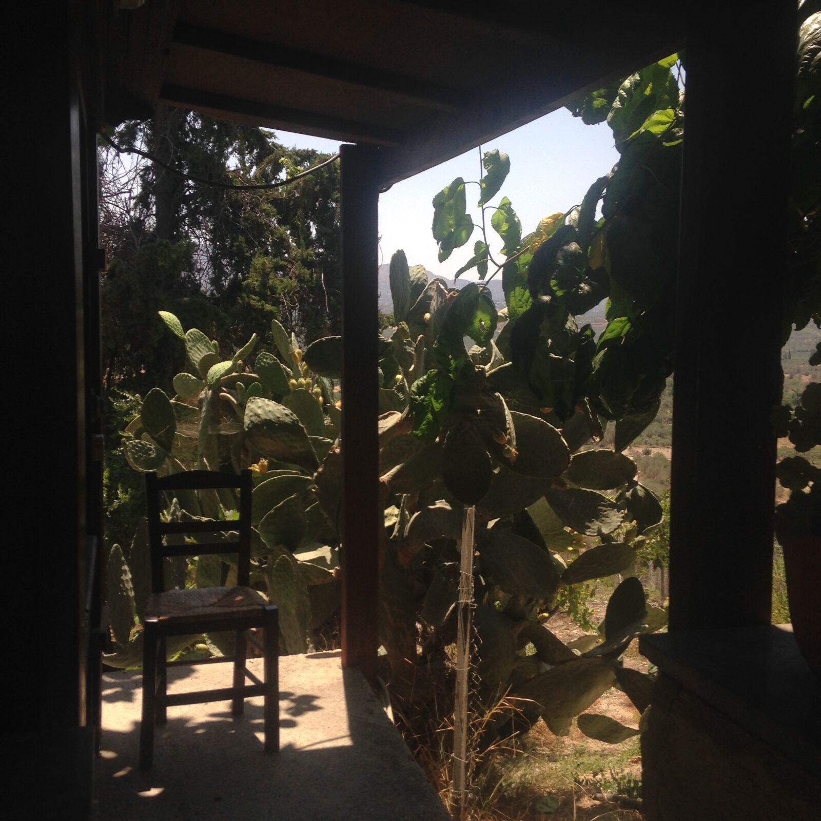 iPhone 5c back camera 4.12mm f/2.4 sample photo. Cactus photography