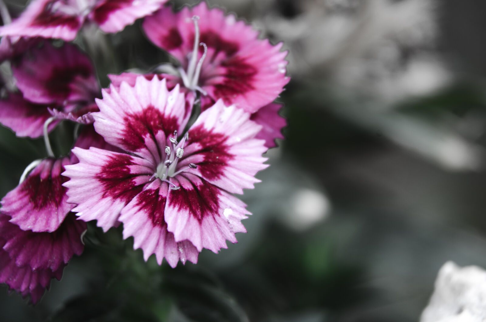 Nikon D5100 sample photo