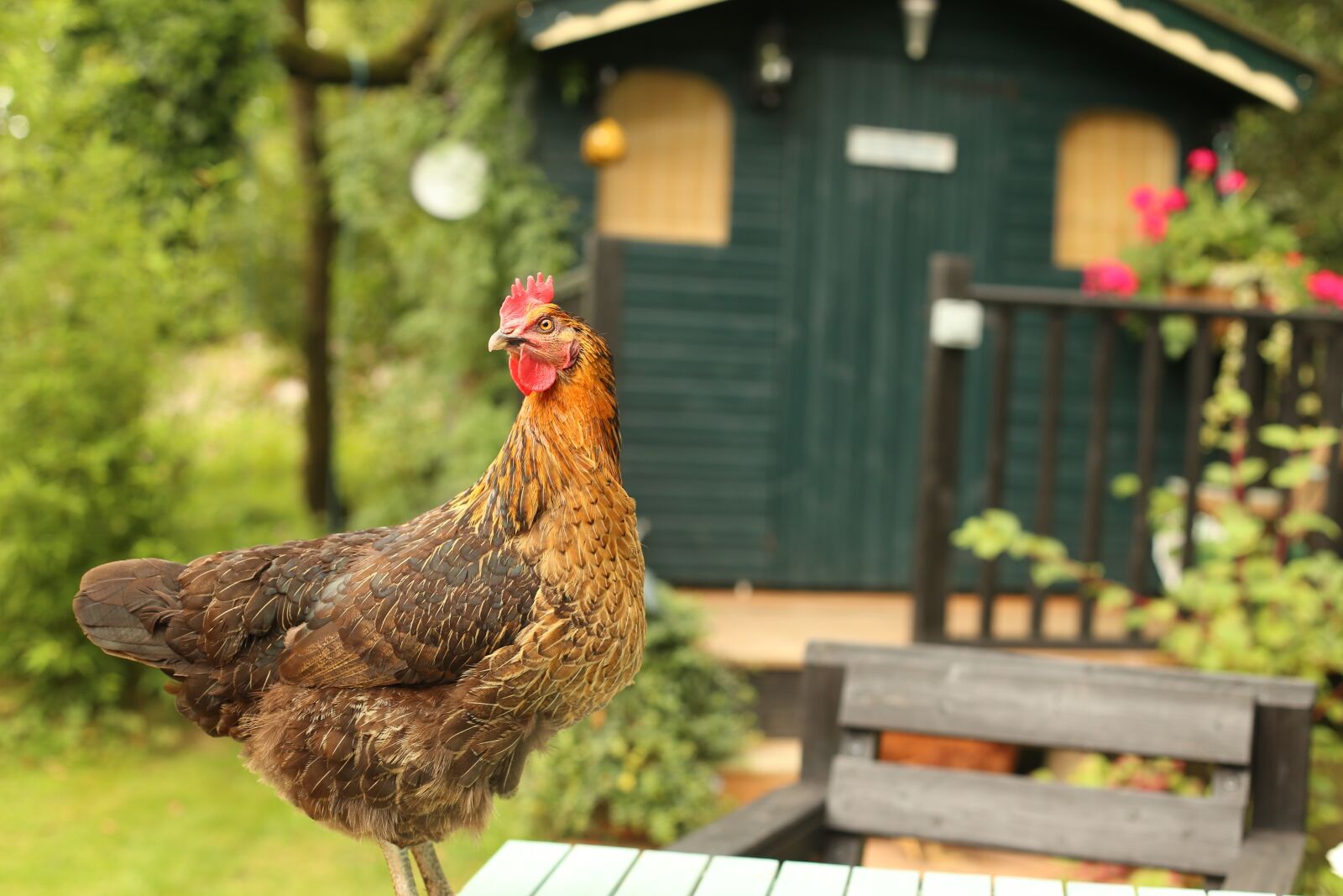 Canon EOS 6D + Canon EF 50mm F1.4 USM sample photo. Agriculture, animal, chicken photography