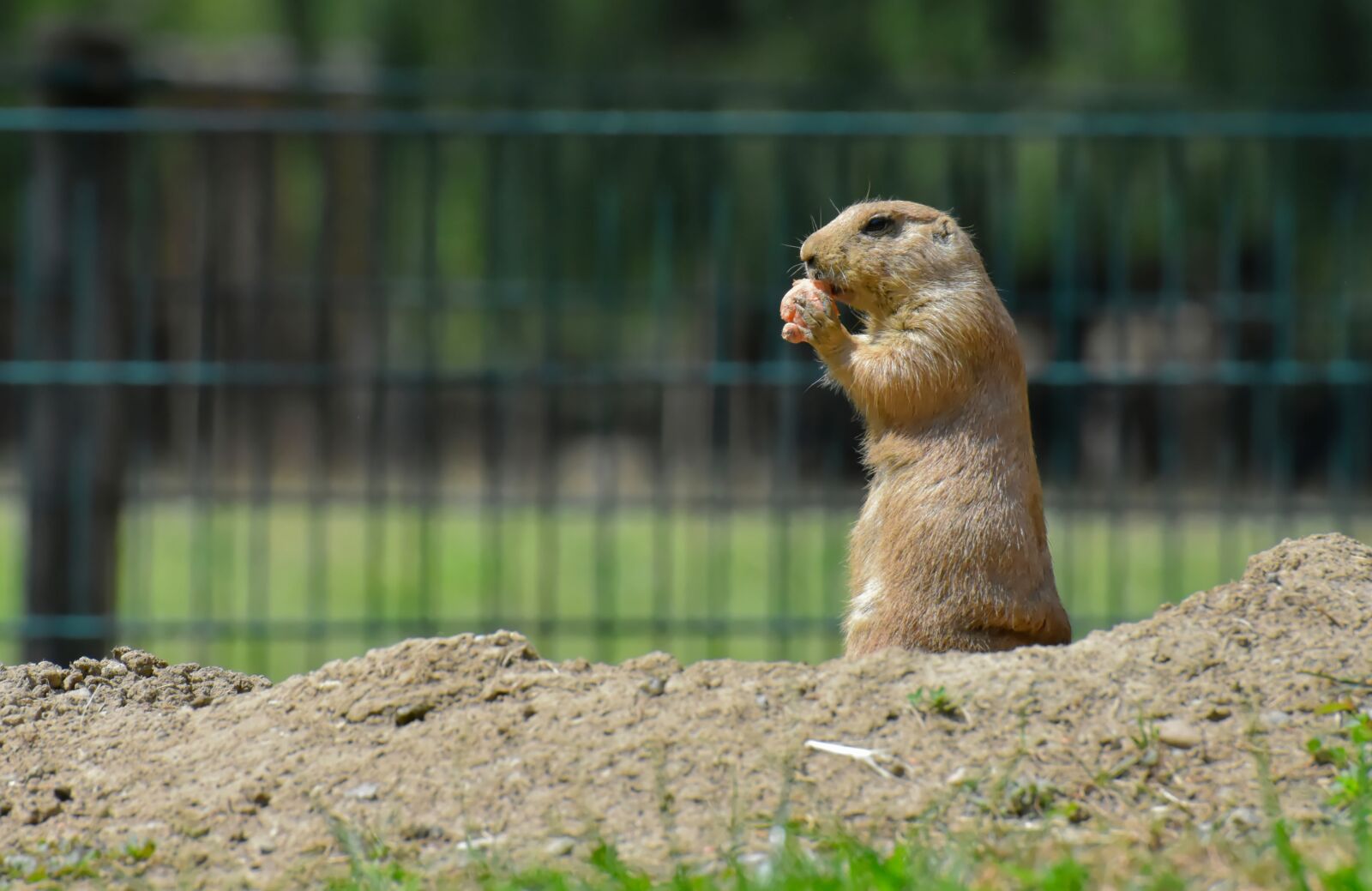 Nikon D7200 sample photo. Prairie dogs, nager, rodents photography