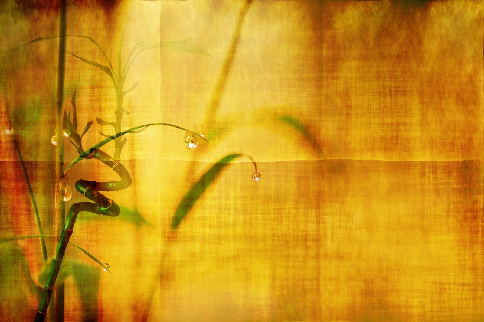 Nikon D3S sample photo. Bamboo, stationery, wallpaper photography