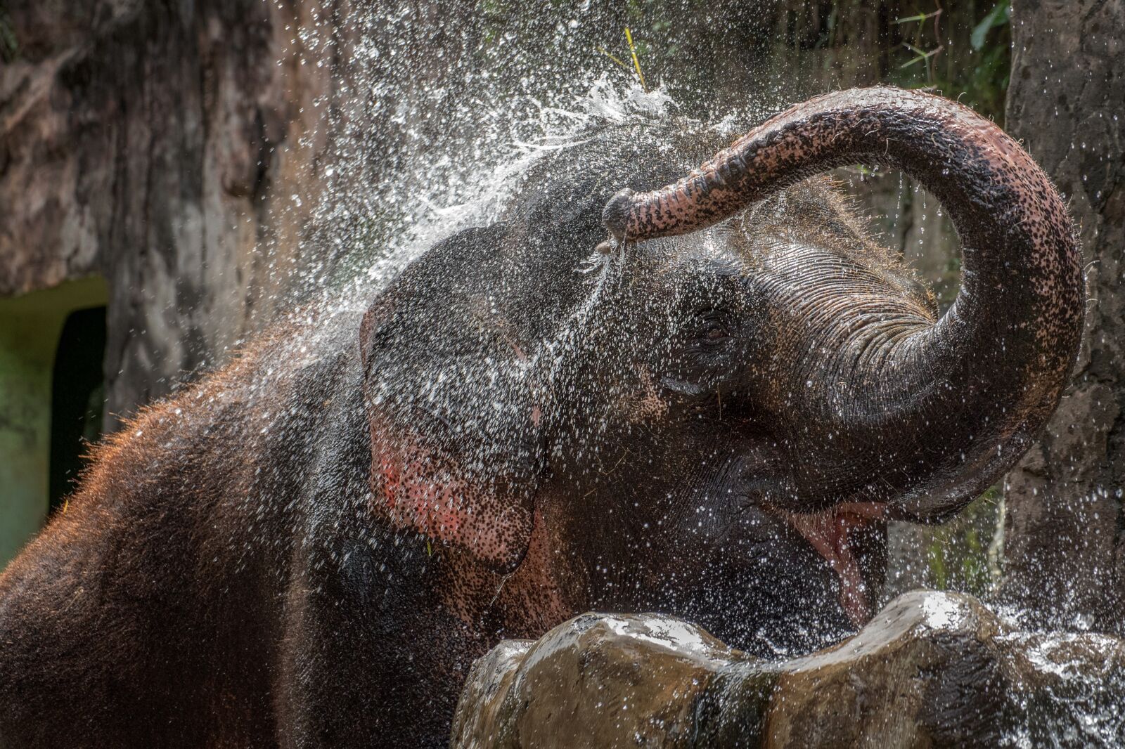 Nikon D750 sample photo. Elephant, water, bathing photography