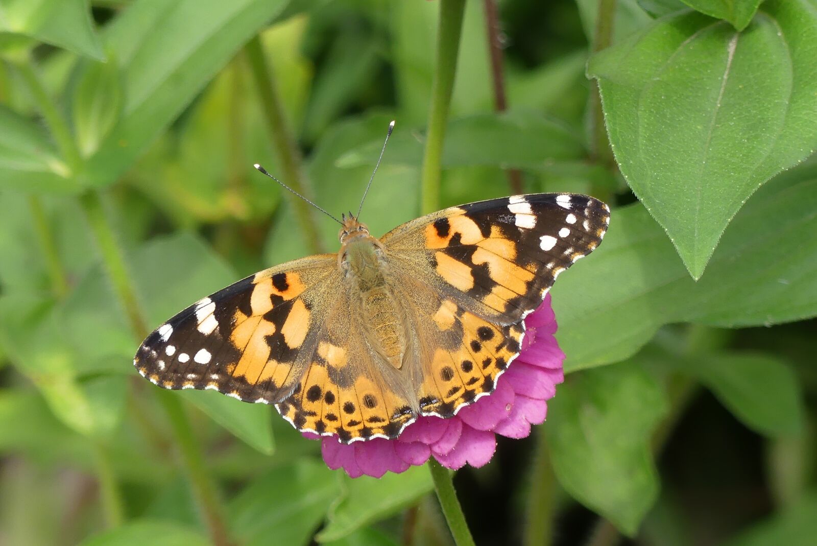 Panasonic Lumix DMC-FZ300 sample photo. Vanessa cardui, butterfly, macro photography