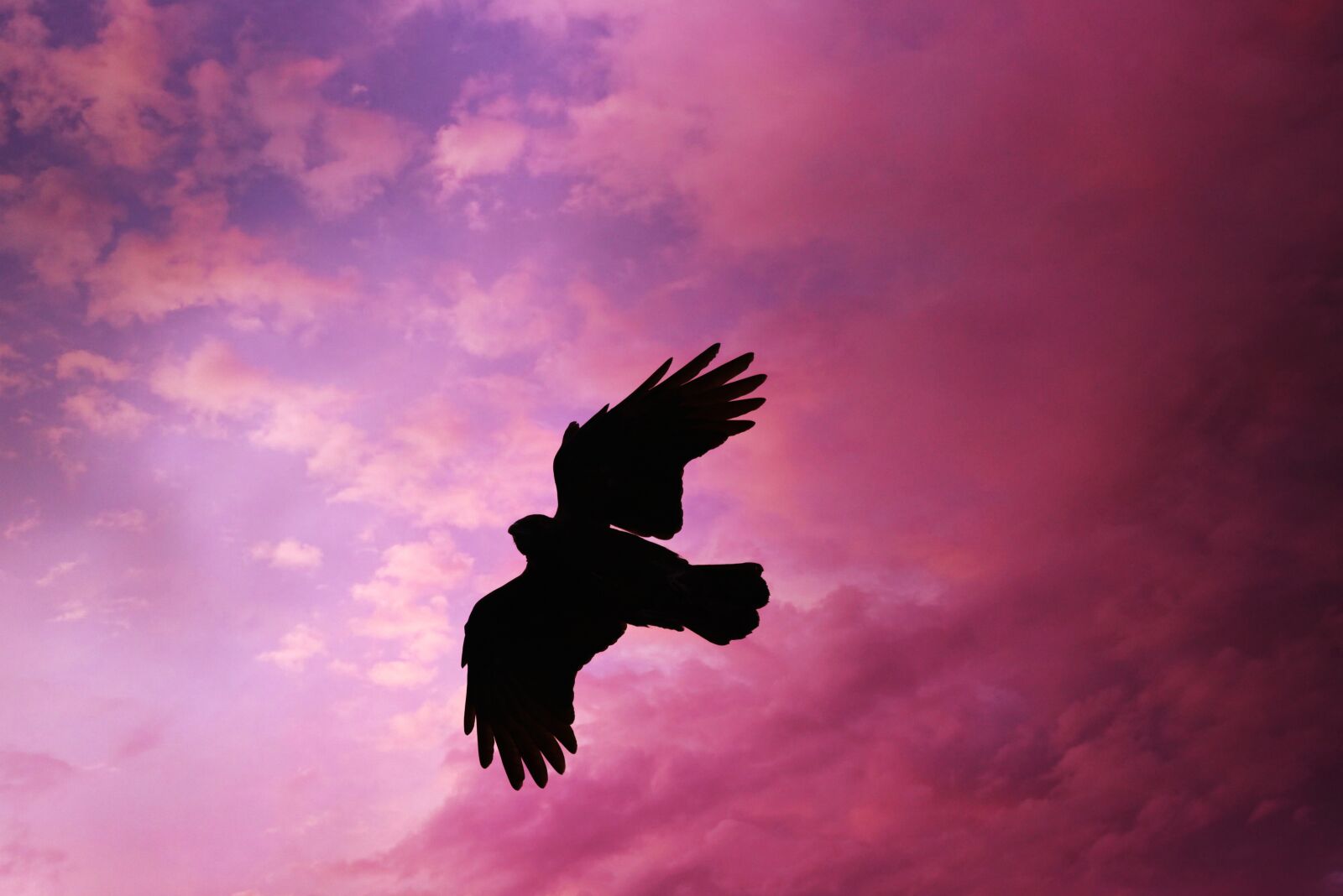 Nikon D750 sample photo. Crow, bird, animal photography