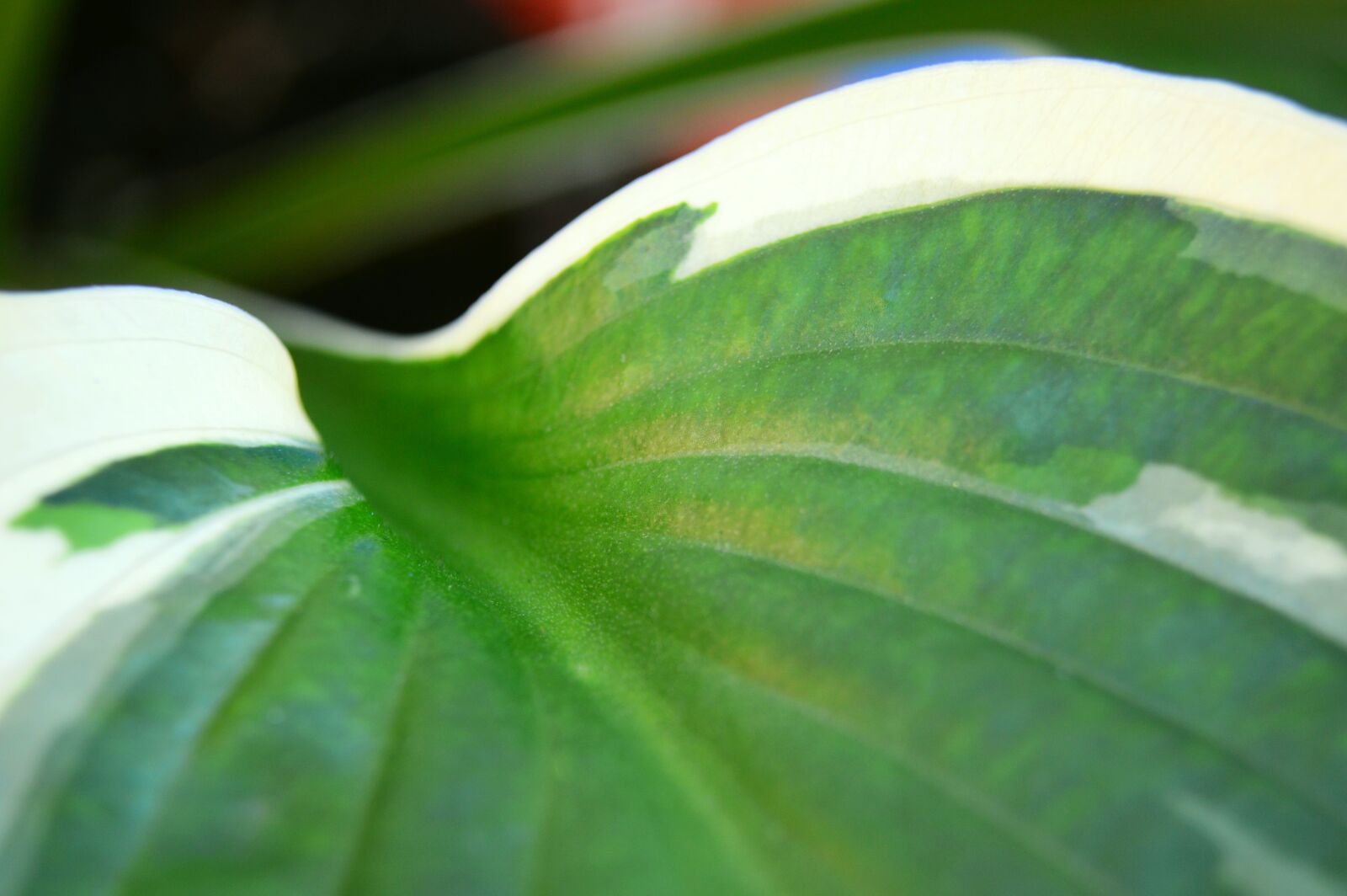 Nikon D3200 sample photo. Plantain lily, hosta, minute photography