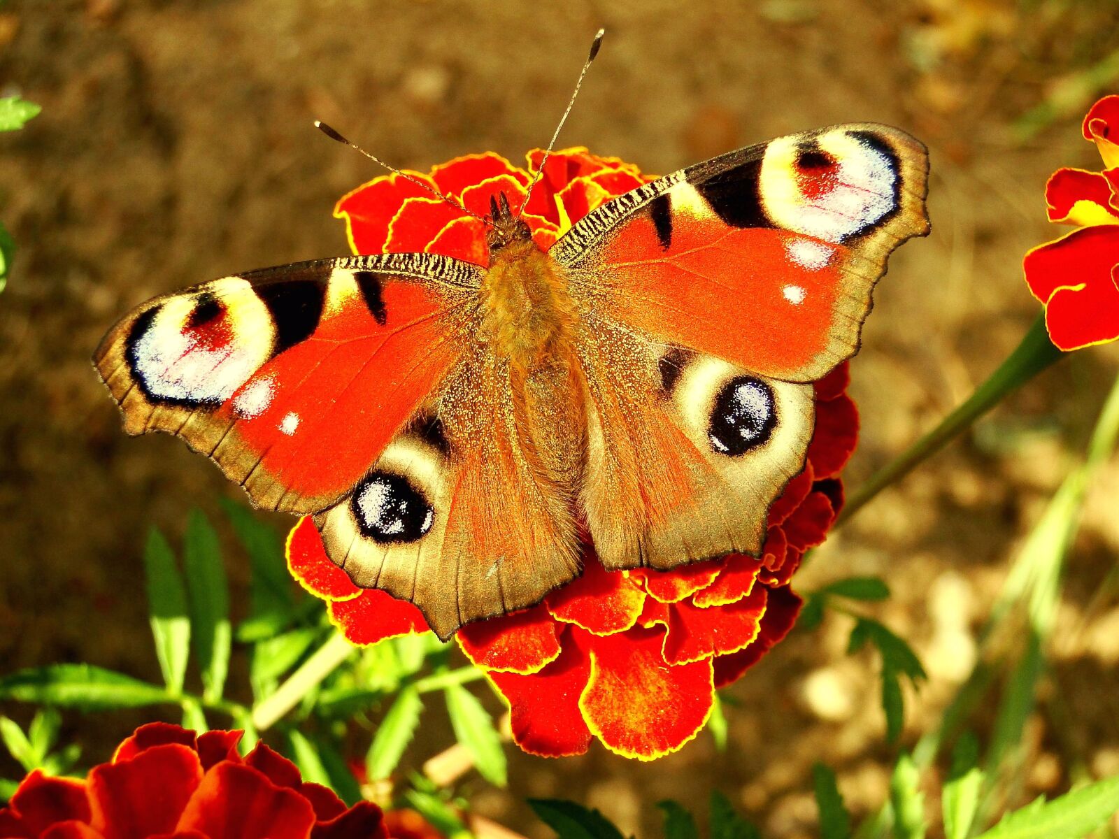 Sony Cyber-shot DSC-HX1 sample photo. Nature, butterfly day, insect photography