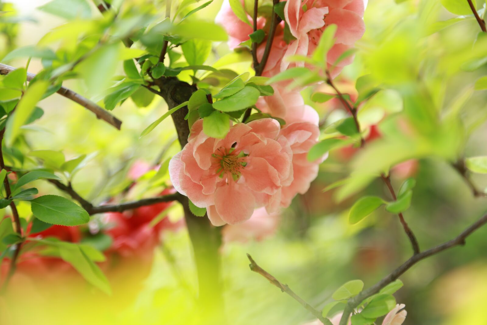 Canon EOS 6D + Canon EF 24-105mm F4L IS USM sample photo. Flowers, wildflower, nature photography