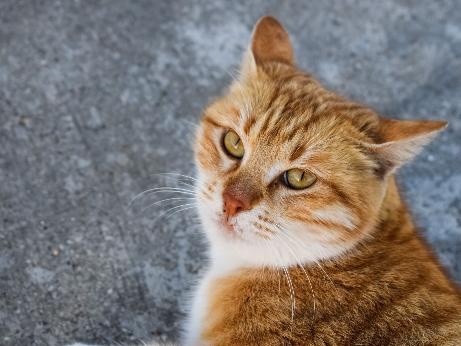Nikon D3300 sample photo. Cat, stray, eyes photography