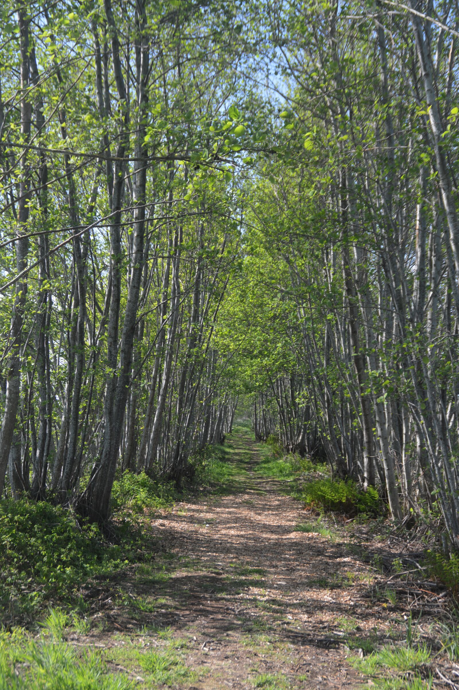 Nikon D3200 sample photo. Wooded bank, path, trees photography