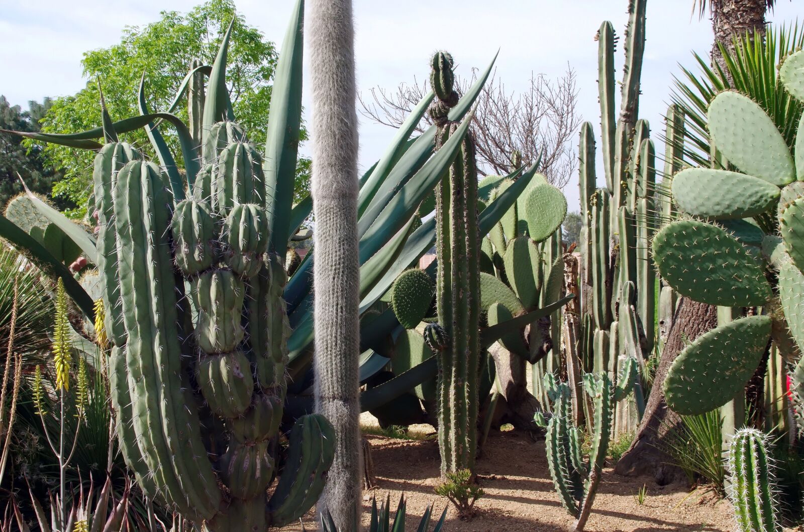 Pentax K-5 sample photo. Mexico, cacti, cactus photography