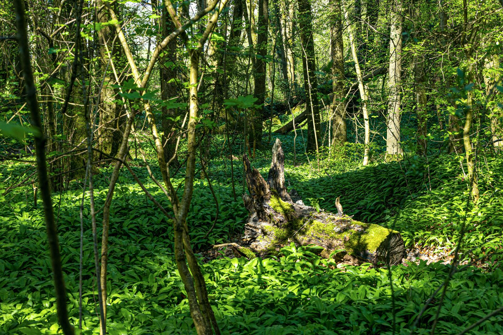 Canon EOS R sample photo. Barlauch, forest, green photography