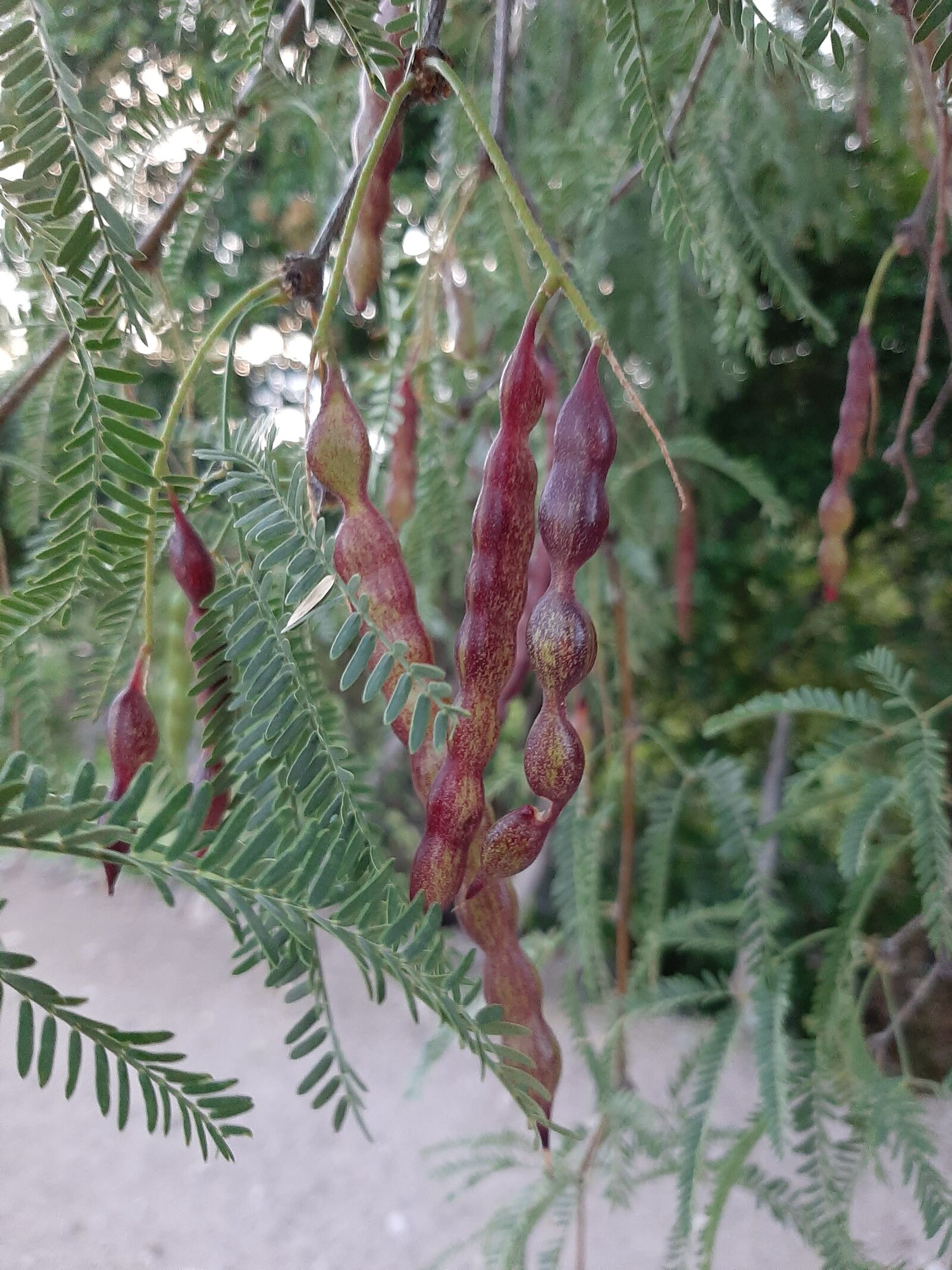 Samsung Galaxy A50 sample photo. Tree, fruit, mesquitillos photography