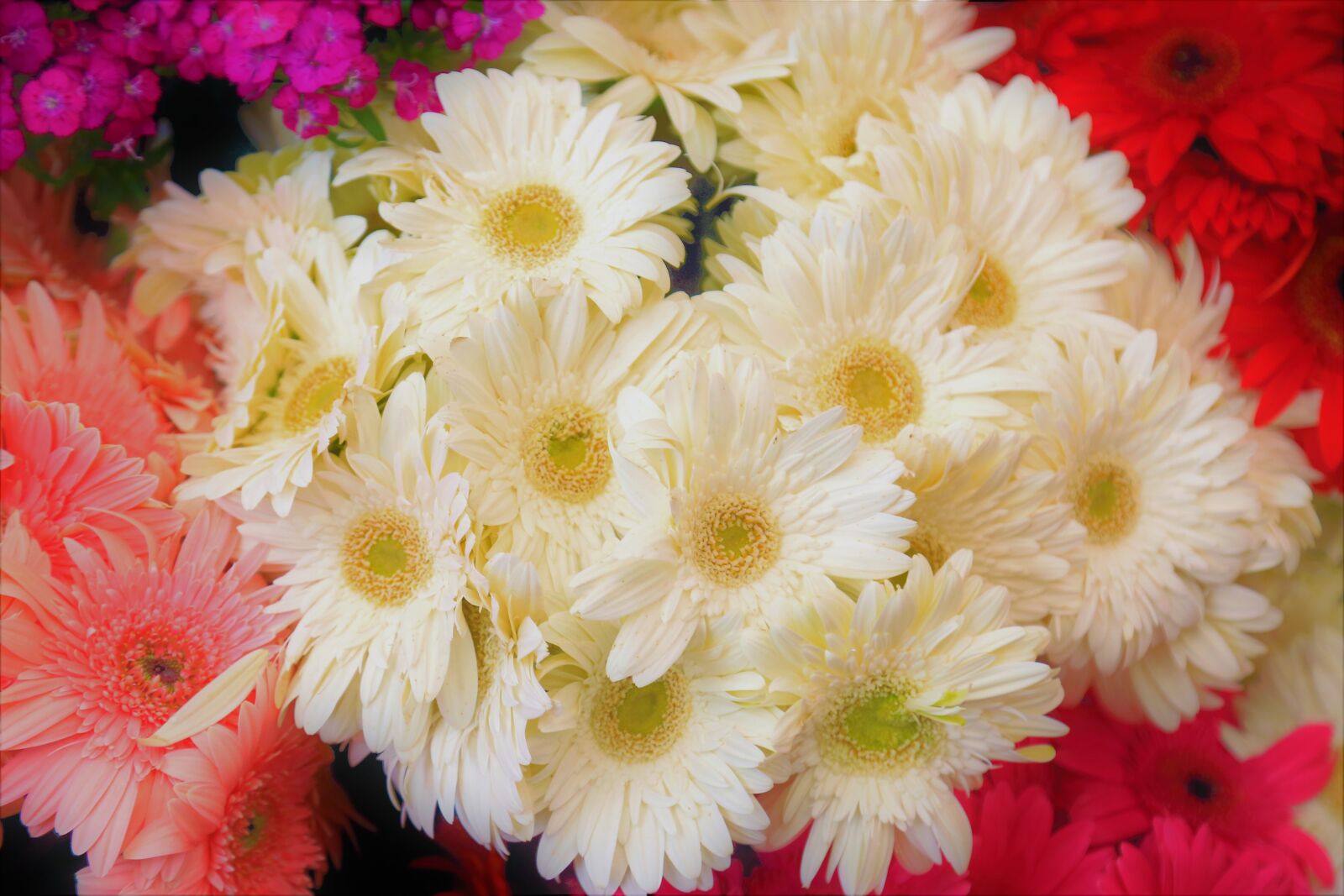 Canon EF 24-105mm F4L IS USM sample photo. Flowers, nature, spring photography