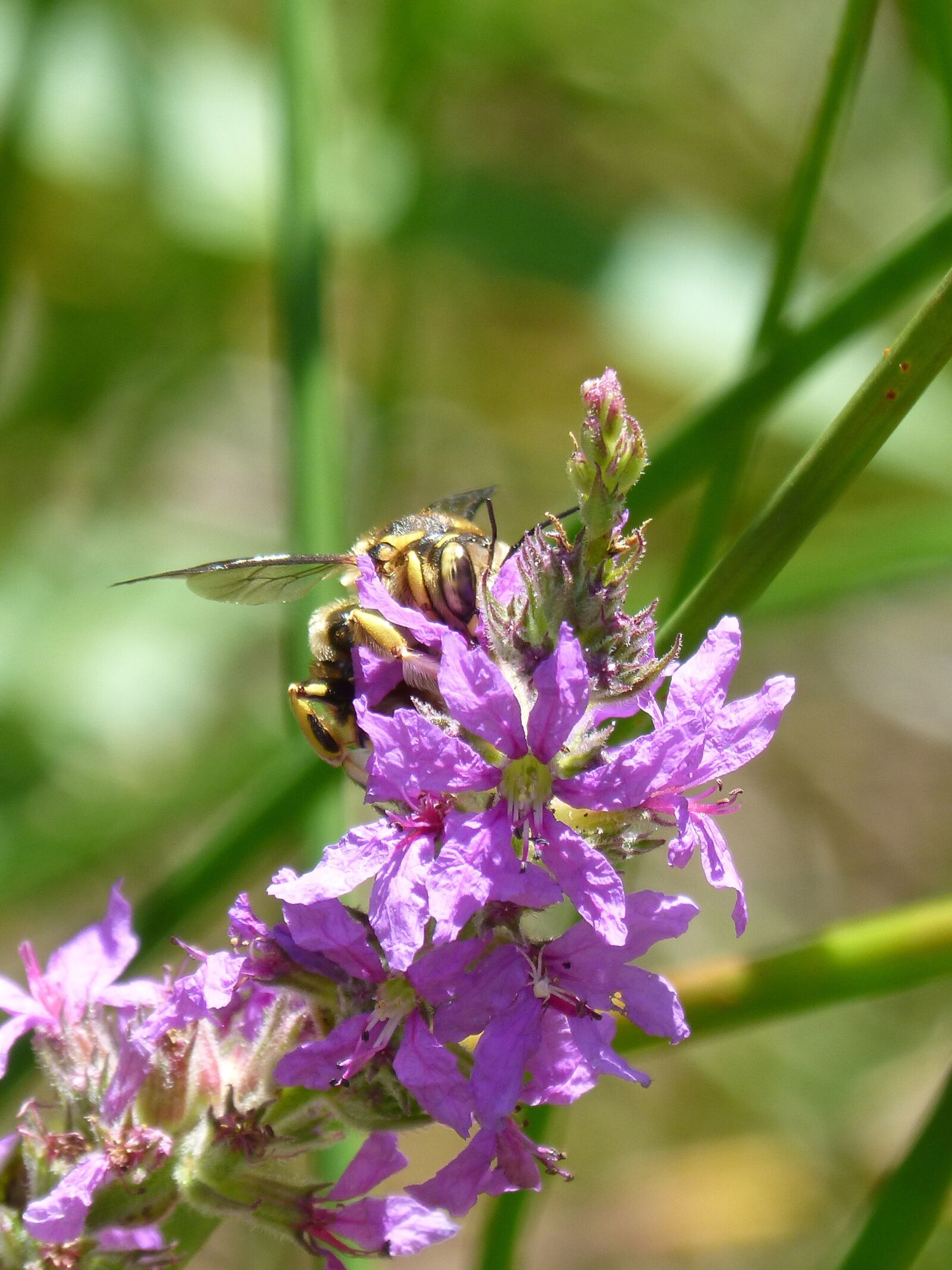 Panasonic DMC-FZ62 sample photo. Hornet, flower, libar photography