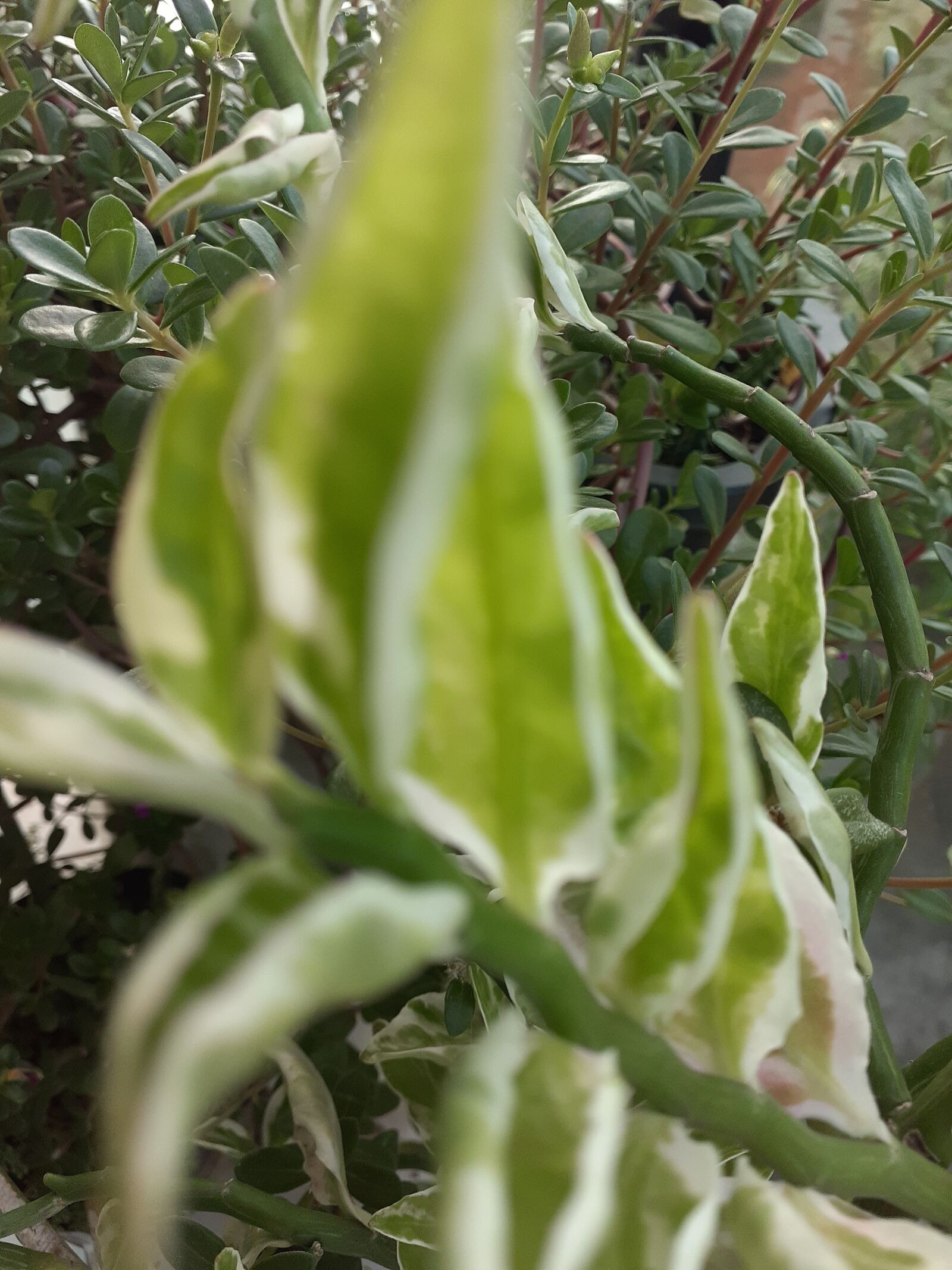Samsung Galaxy A20 sample photo. Planta, verde, jardim photography