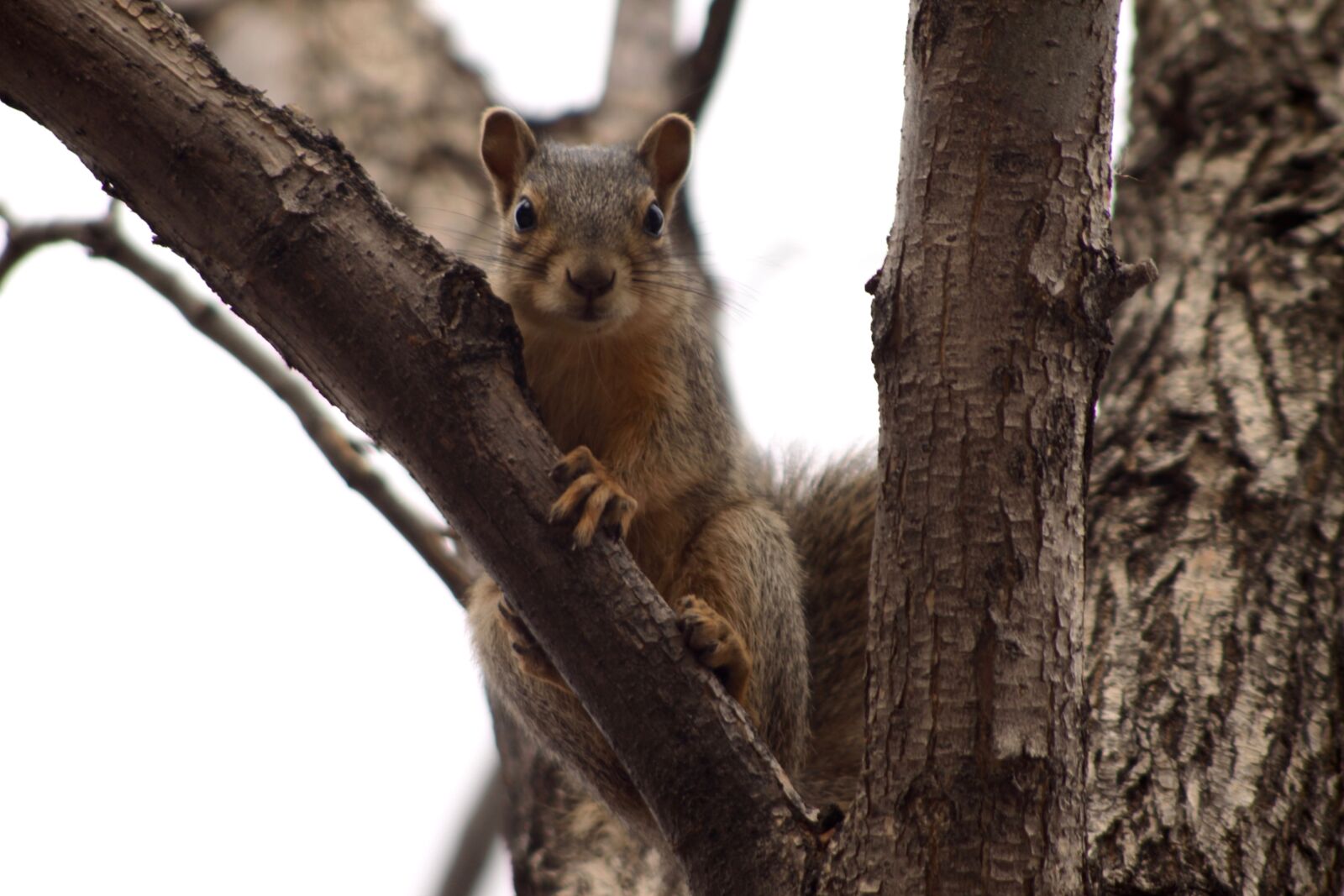 Canon EOS 50D sample photo. Squirrel, cute, tree photography