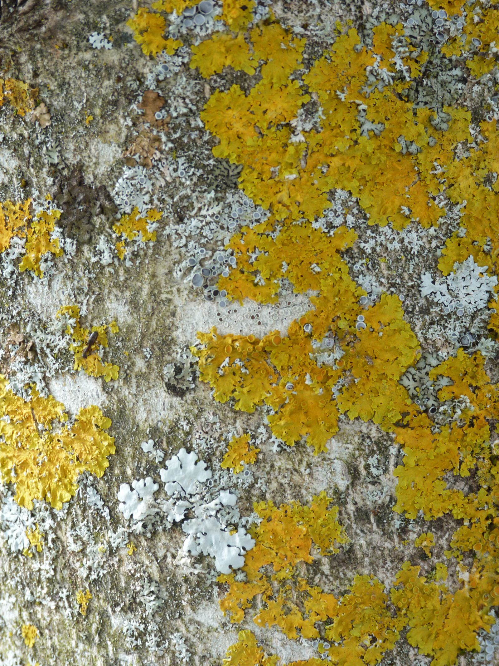 Panasonic Lumix DMC-FZ40 (Lumix DMC-FZ45) sample photo. Foam, tree, nature photography