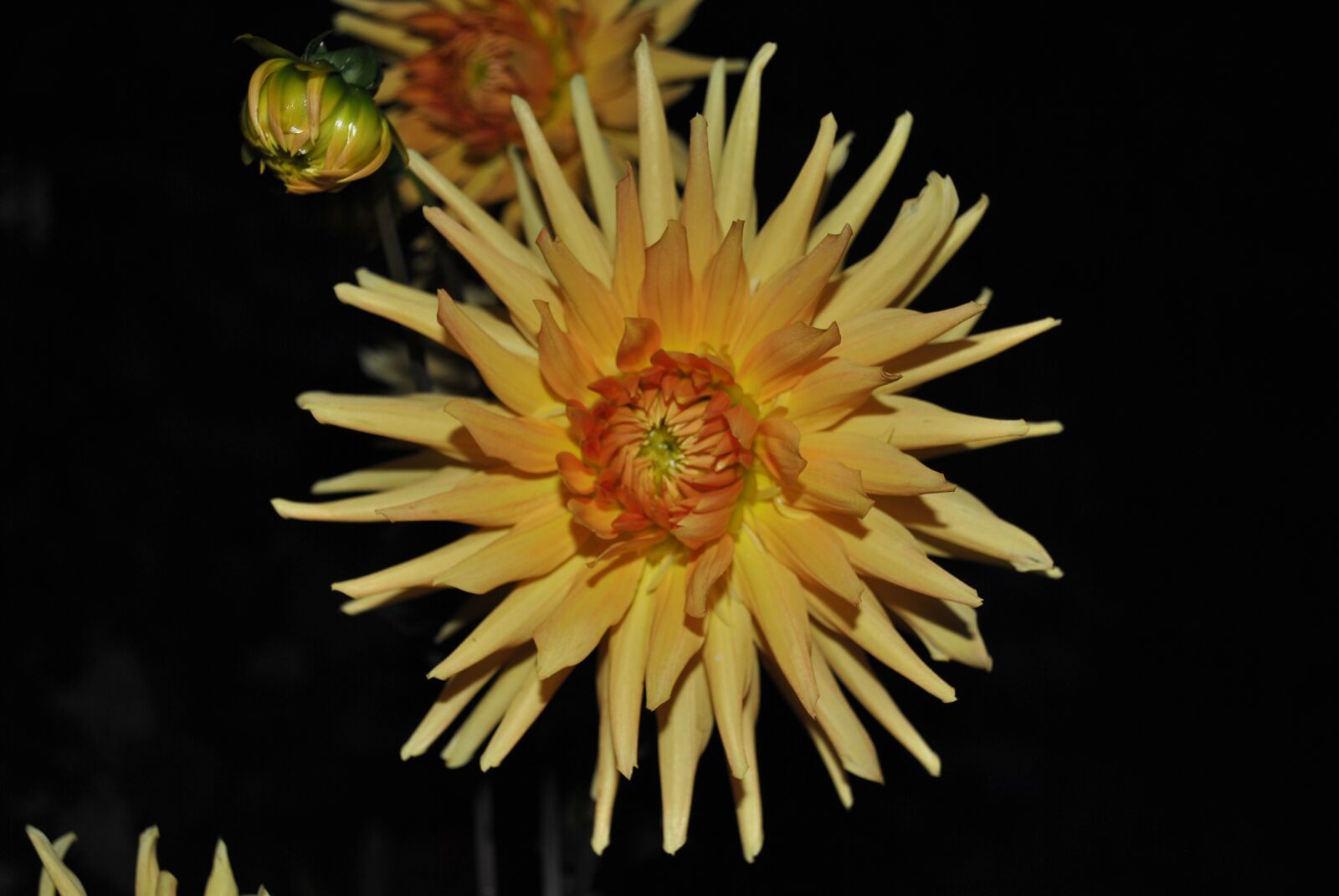 Nikon D3000 sample photo. Flowers, dahlia, summer photography