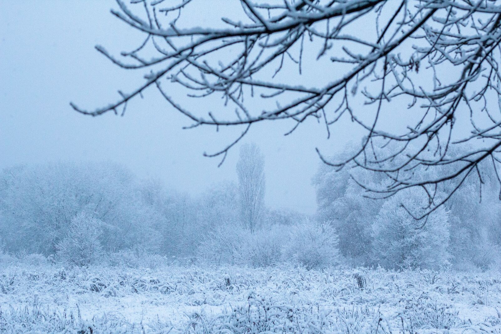 Canon EOS 60D + Canon EF 50mm F1.8 II sample photo. Snow, winter, tree photography