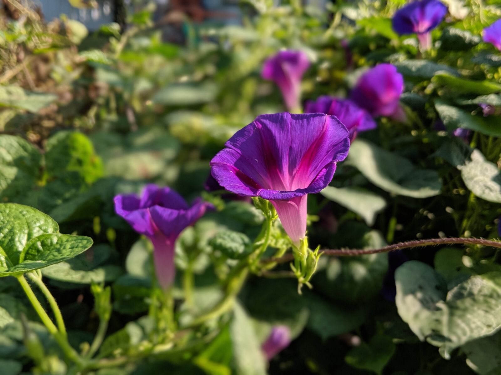 Google Pixel 2 sample photo. Flower, blossom, bloom photography